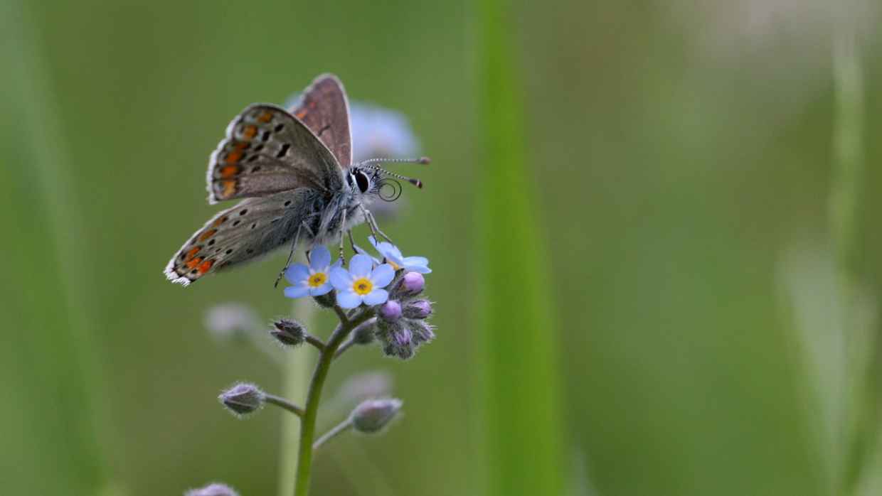 inventaires biologiques