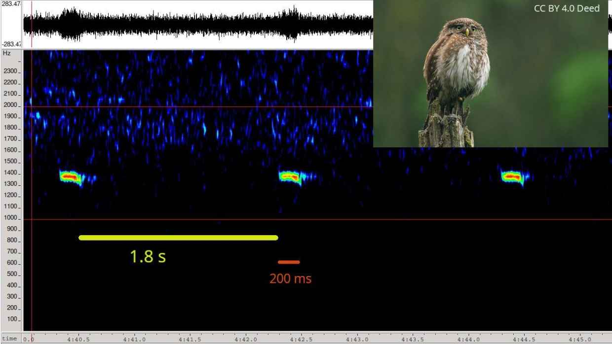 Bioacoustique PNBV Extrait Chevêchette