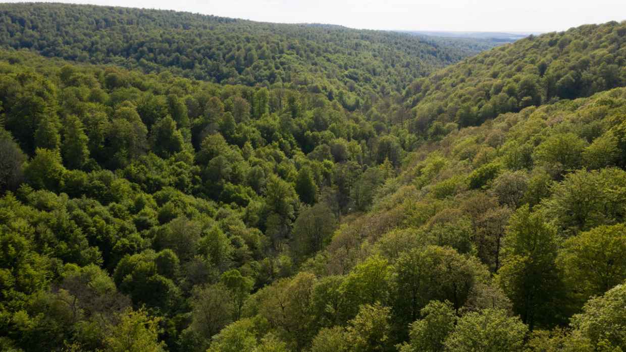 Foret Résiliente DJI 0296 GJ drône 05