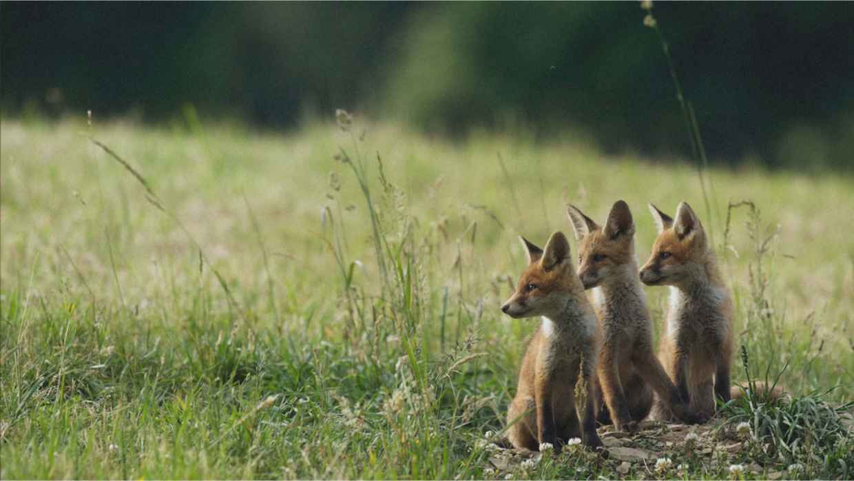 Cta la cooperative 3x