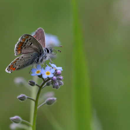inventaires biologiques