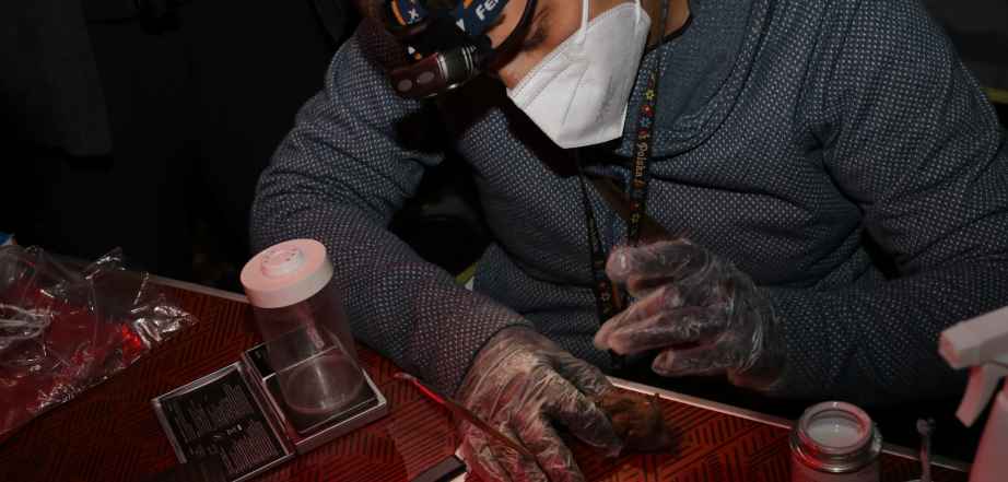 Image Pistage Grand Murin