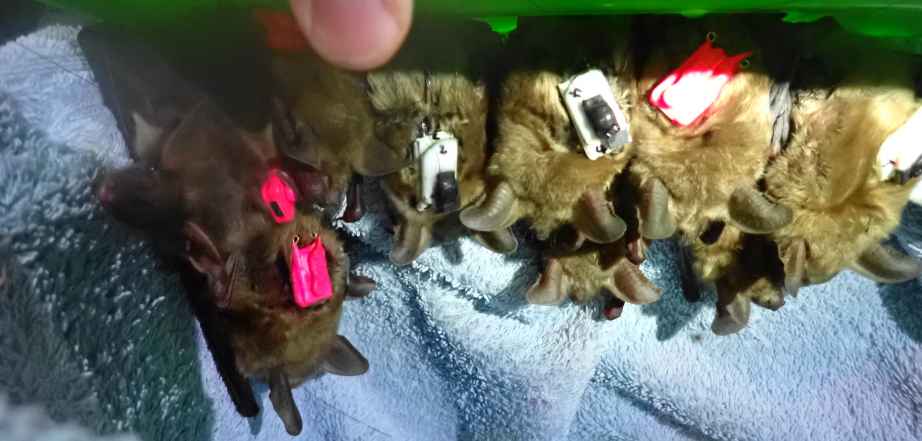 Photo Chiros Eolien Forest P7010904